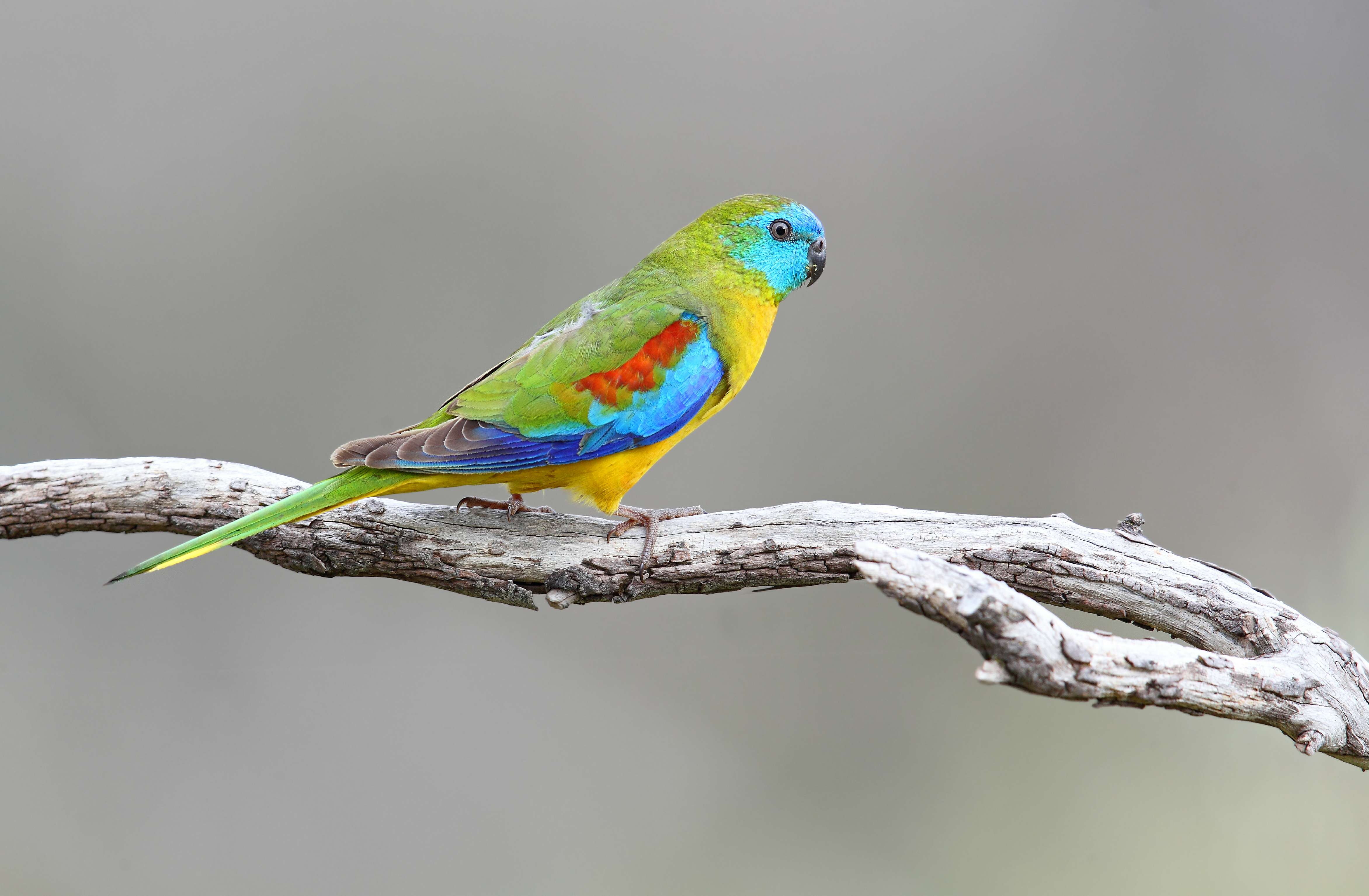Turquoise Parrot by Chris Tzaros